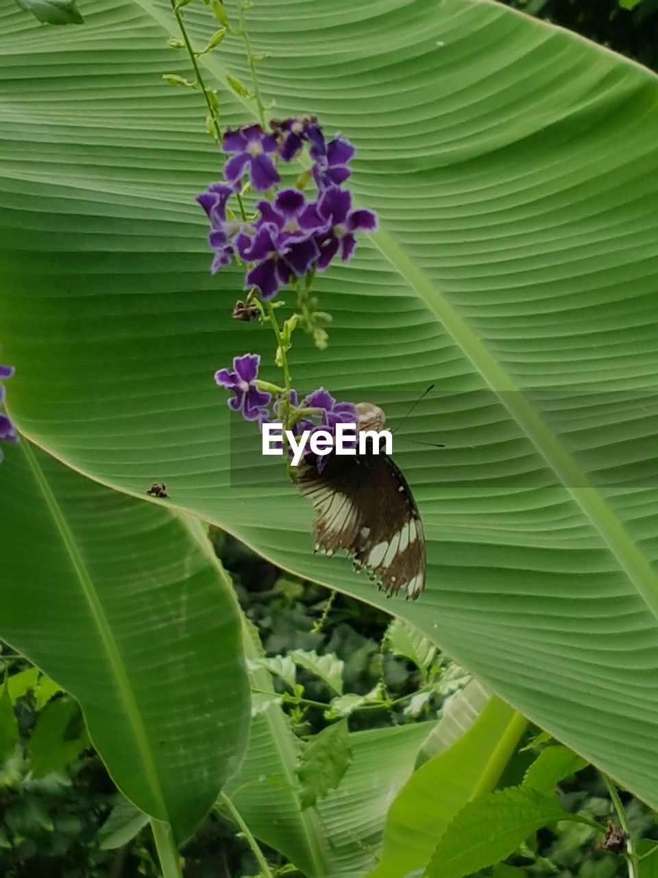 CLOSE-UP OF BEE ON PURPLE FLOWERS