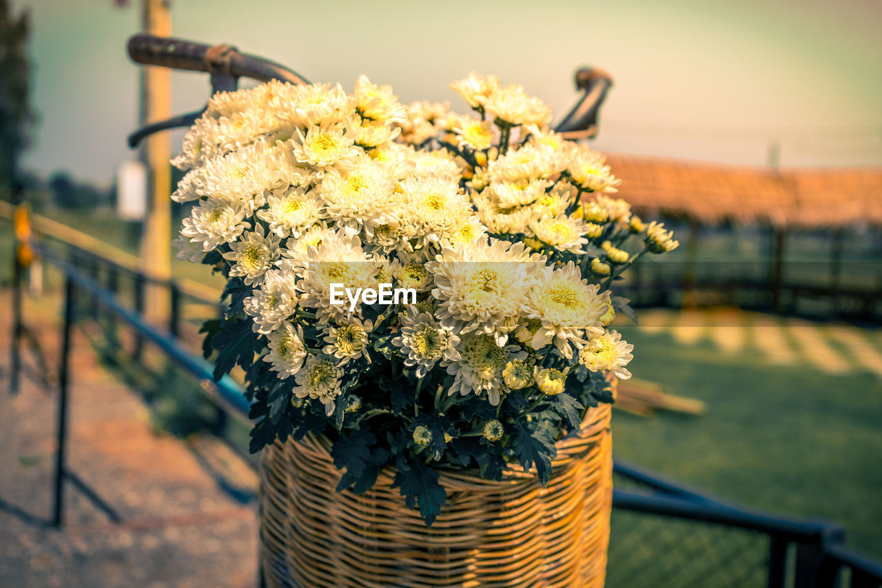 Close up a bouquet of flowers on the bike basket