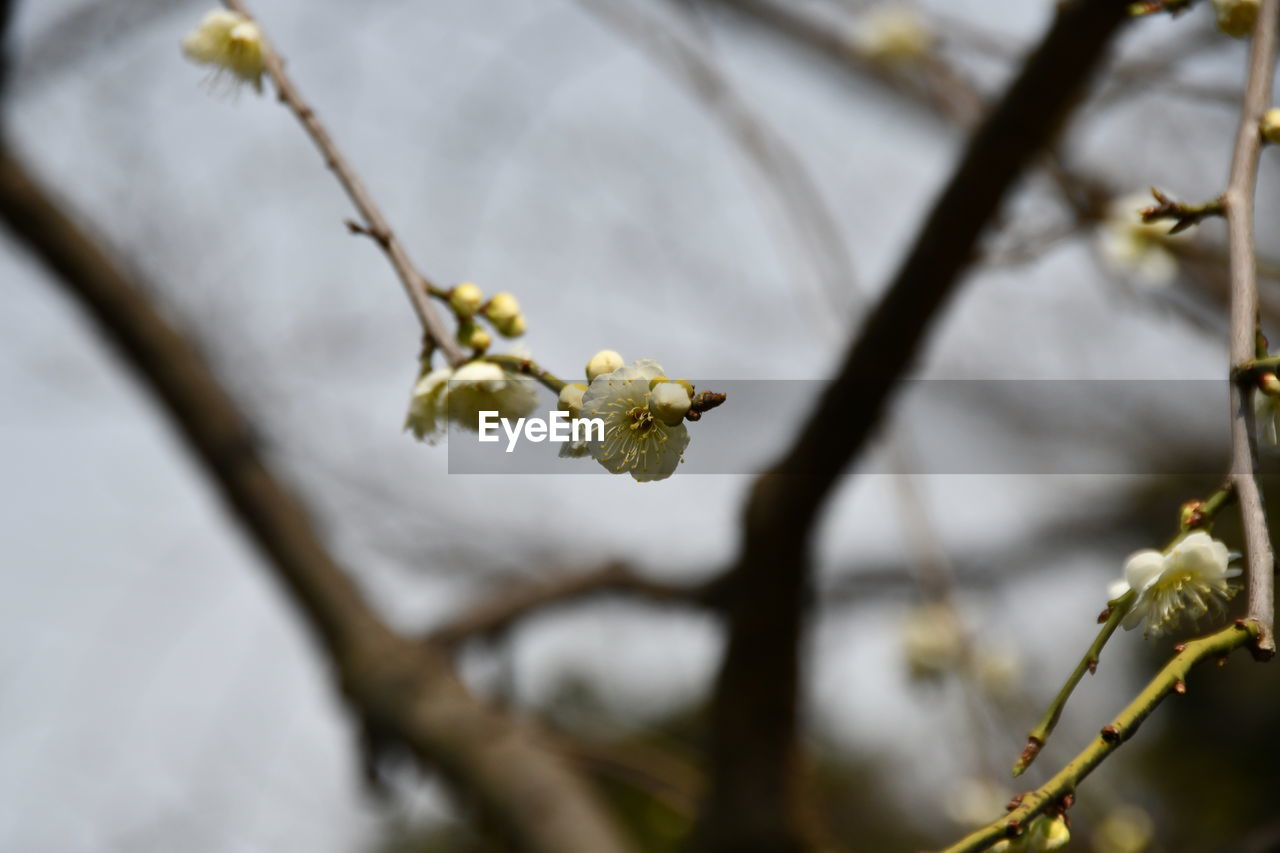 plant, spring, tree, branch, beauty in nature, flower, nature, flowering plant, twig, blossom, growth, focus on foreground, no people, produce, fragility, freshness, springtime, close-up, leaf, day, yellow, outdoors, macro photography, white, fruit, selective focus, sunlight, food, food and drink, botany