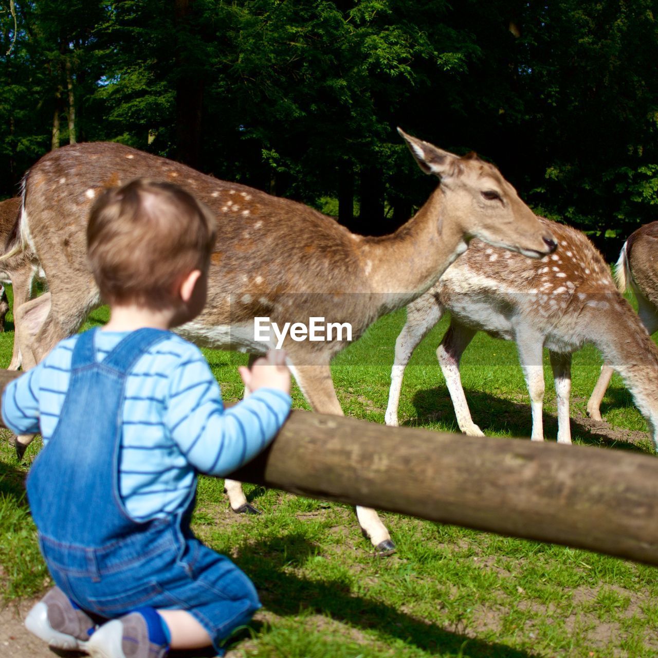 Rear view of boy looking at deer while crouching on fence at zoo