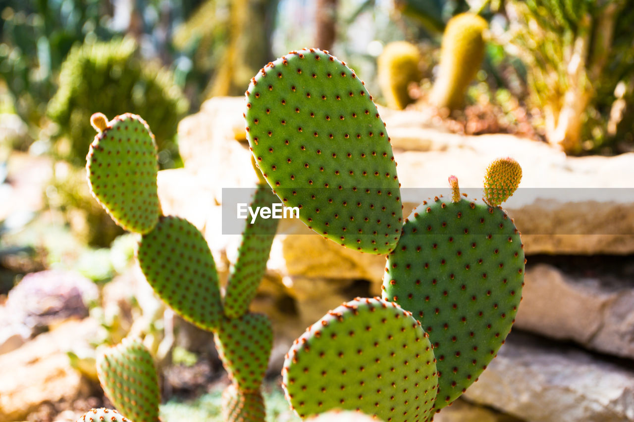 CLOSE-UP OF SUCCULENT PLANT GROWING ON TREE TRUNK