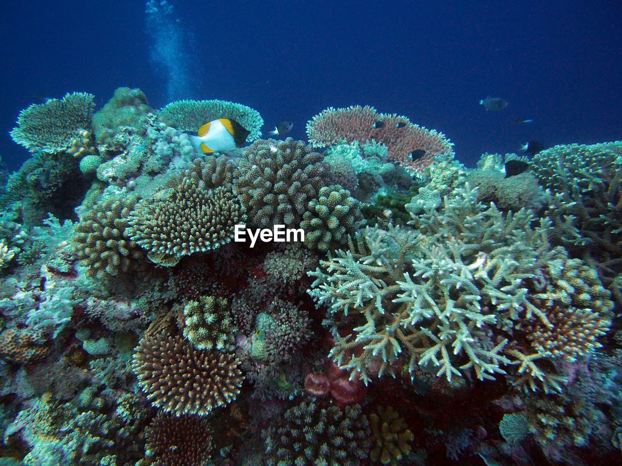 CLOSE-UP OF CORAL UNDERSEA