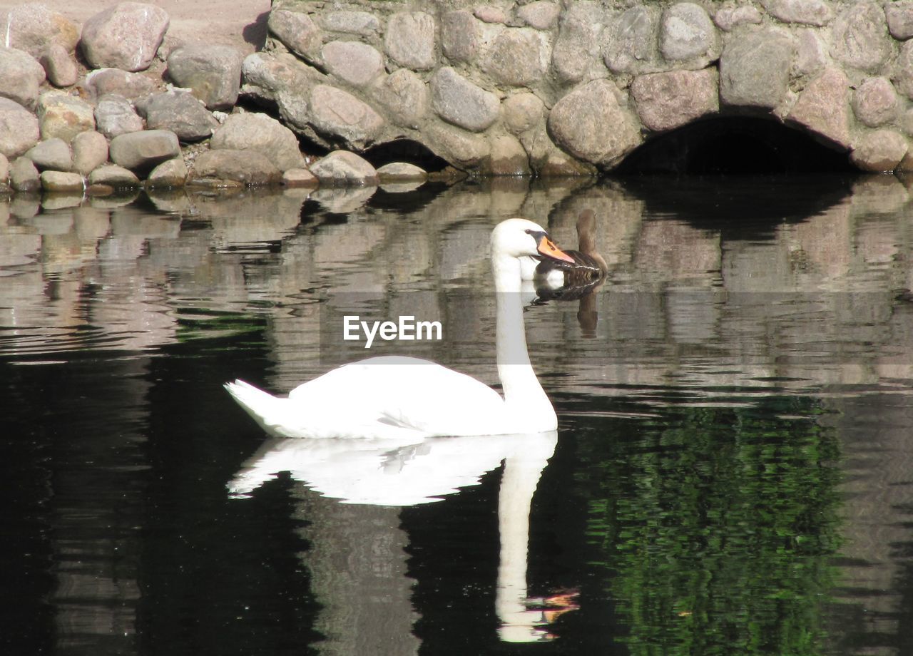 SWANS SWIMMING IN LAKE