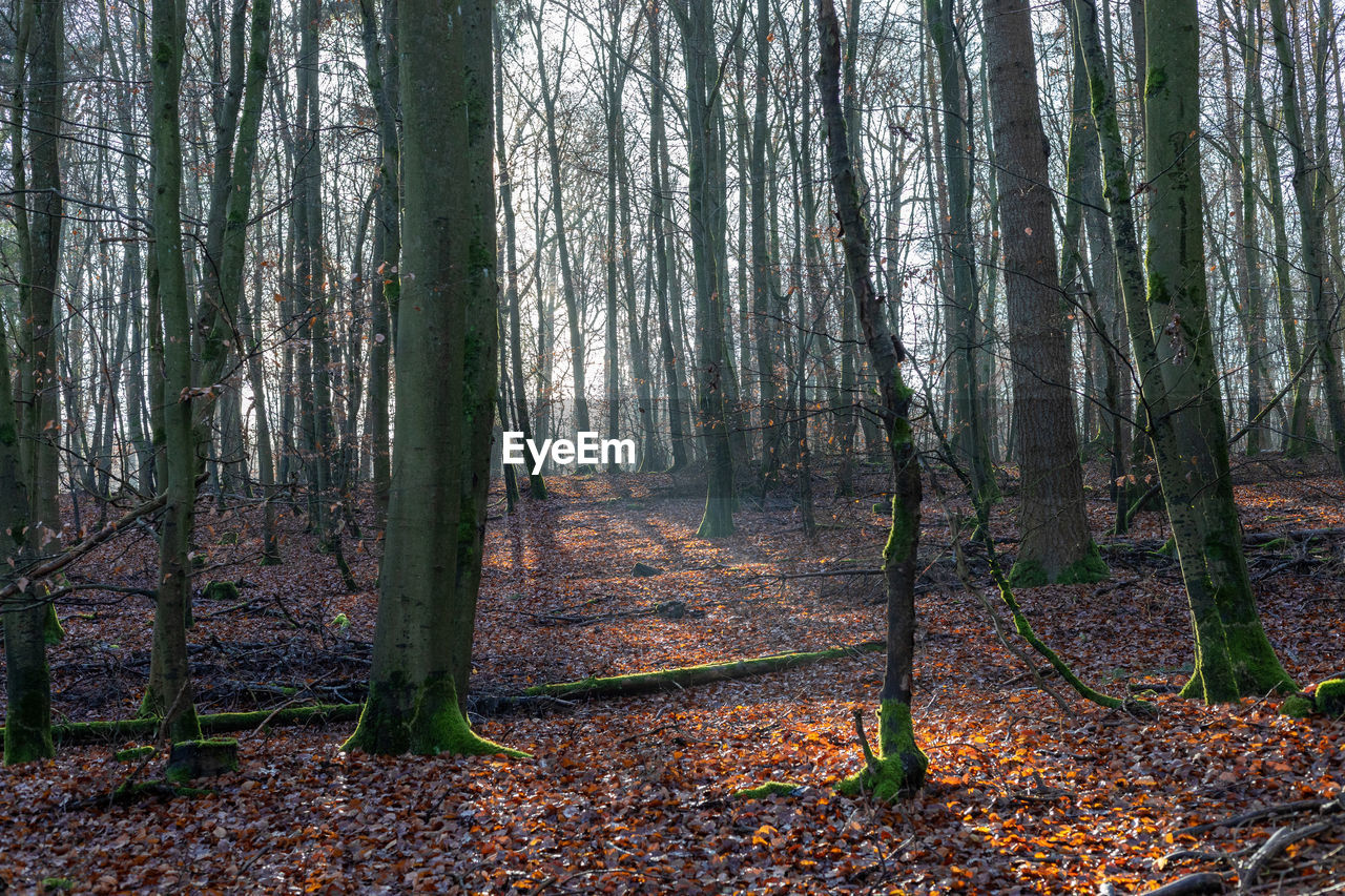 Trees growing in forest during autumn