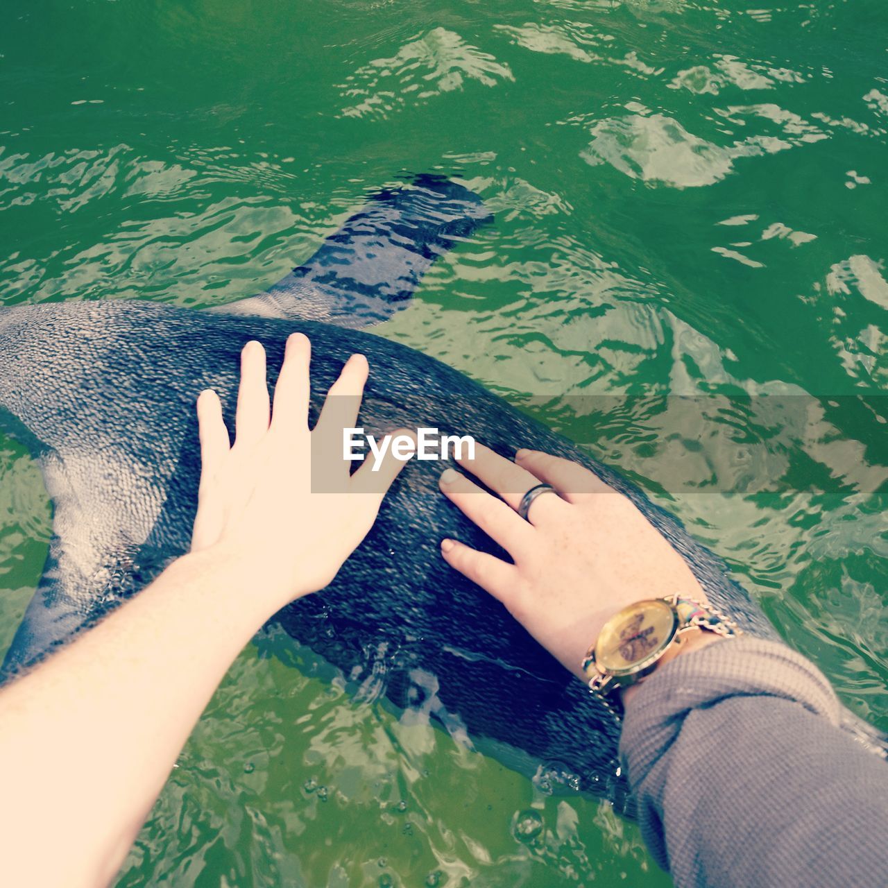 Cropped image of friends touching penguin in lake