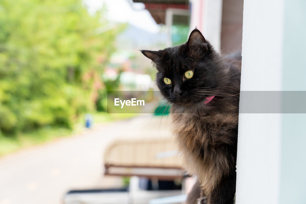 CLOSE-UP PORTRAIT OF A CAT SITTING ON FLOOR