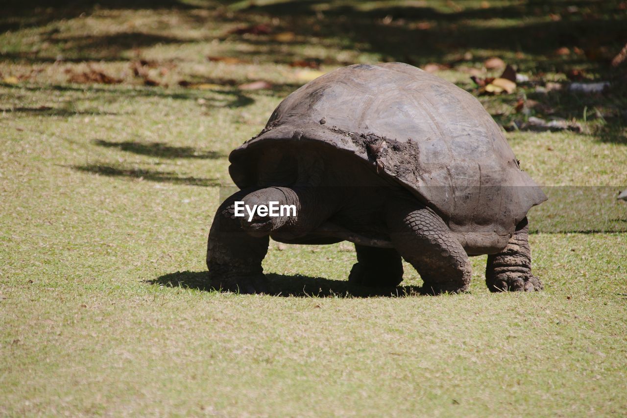 VIEW OF A TURTLE ON GROUND