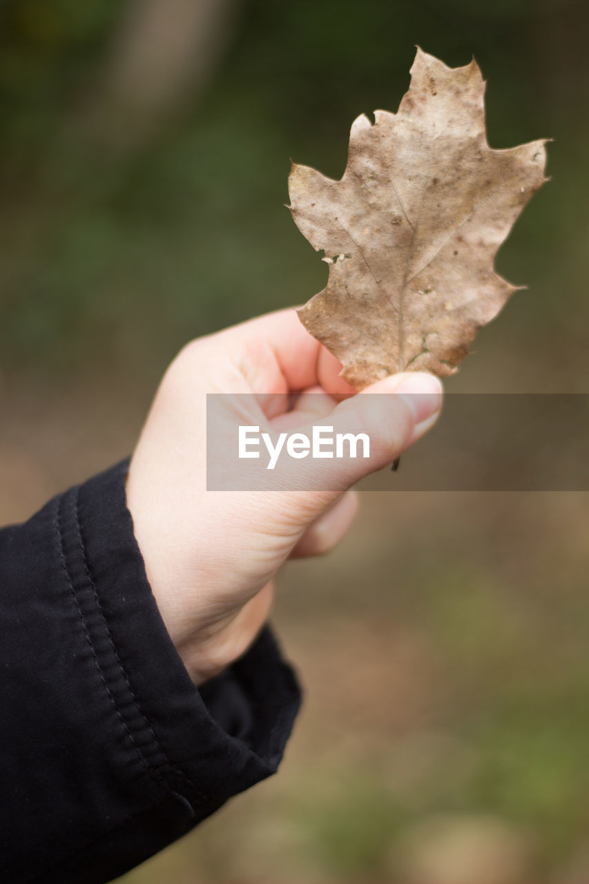 Cropped image of hand holding maple leaf during autumn