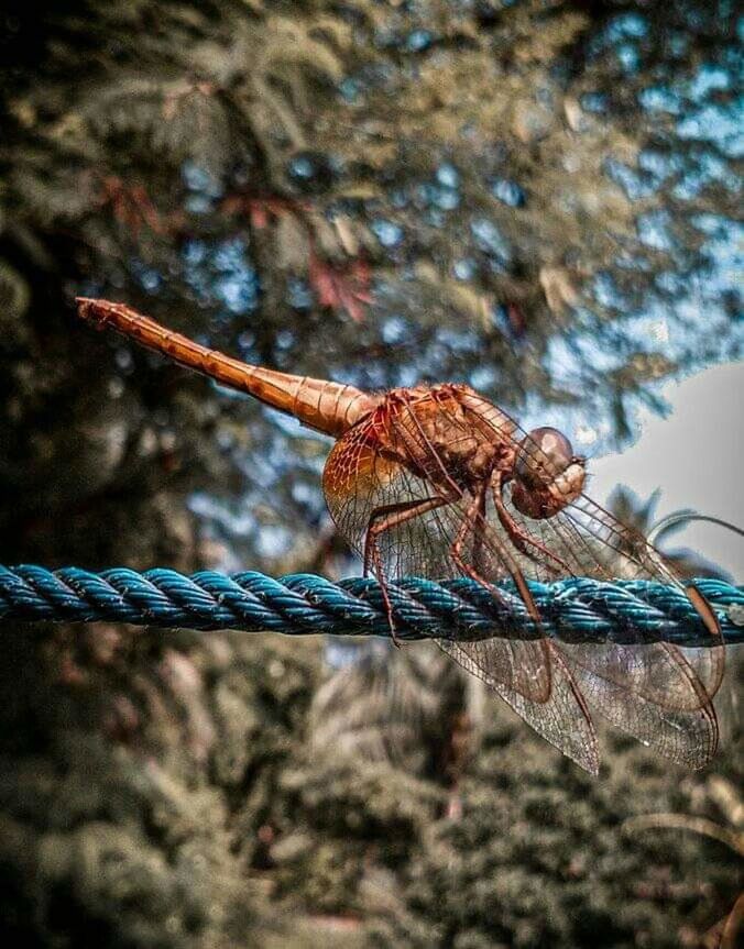 CLOSE-UP OF DRAGONFLY ON BRANCH