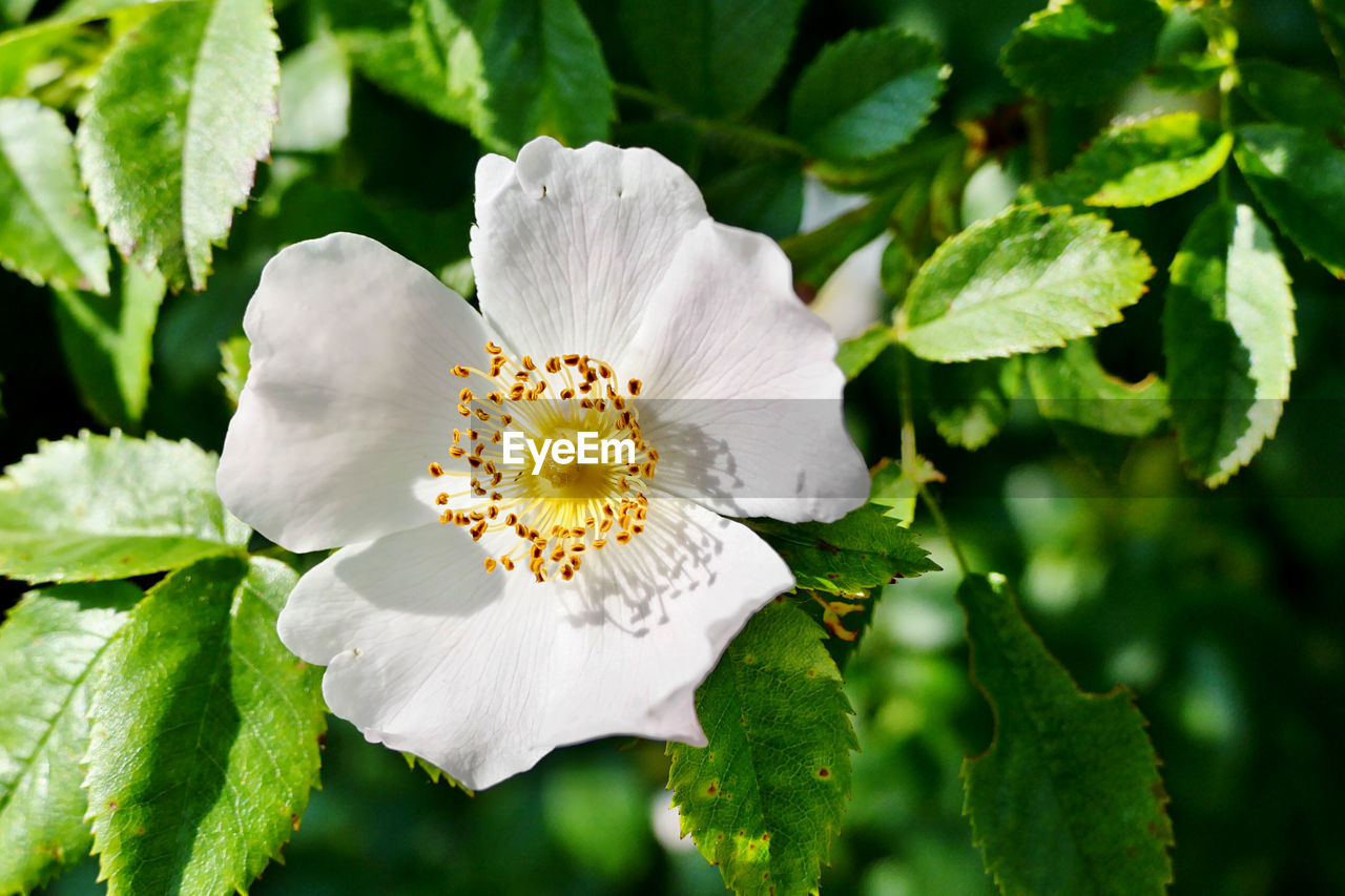 Close-up of white flowering plant