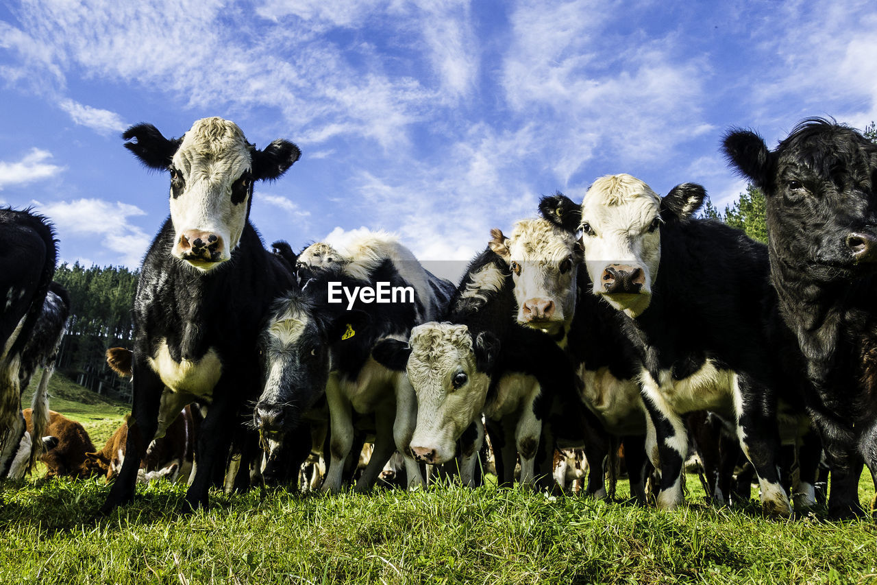 Portrait of cow on field against sky