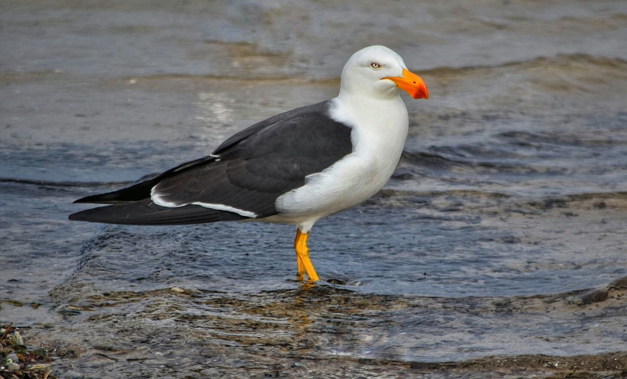 Close-up of seagull perching at beach