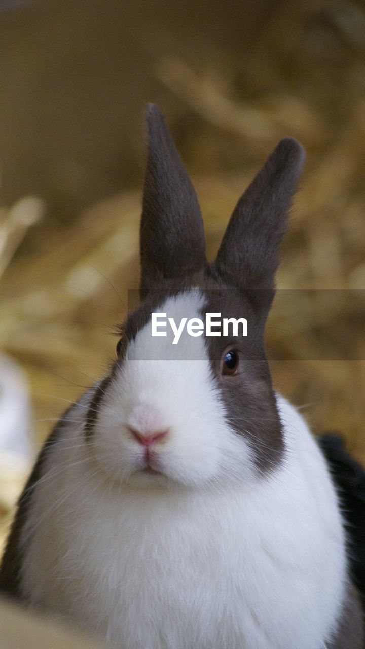 Close-up of a rabbit outdoors