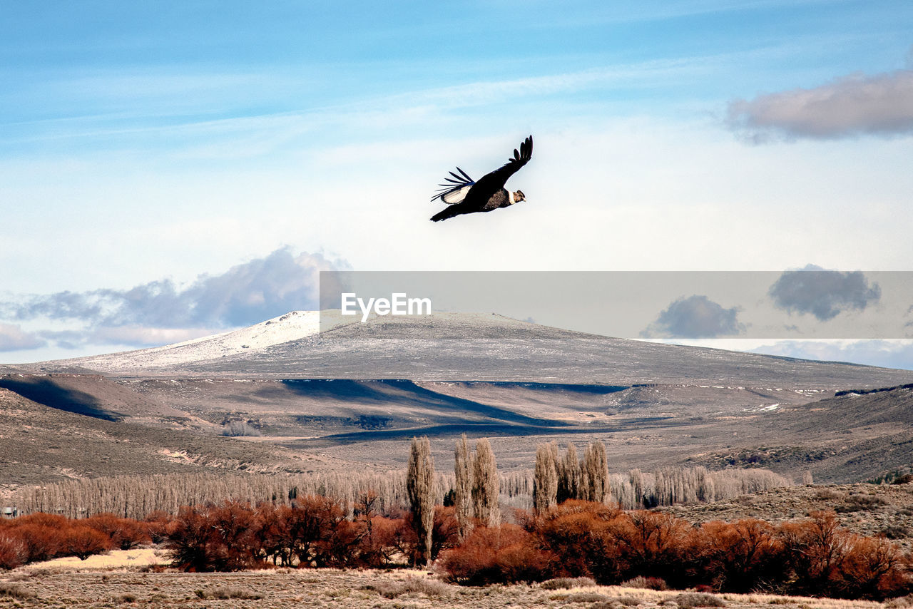 View of condor flying over mountain against sky