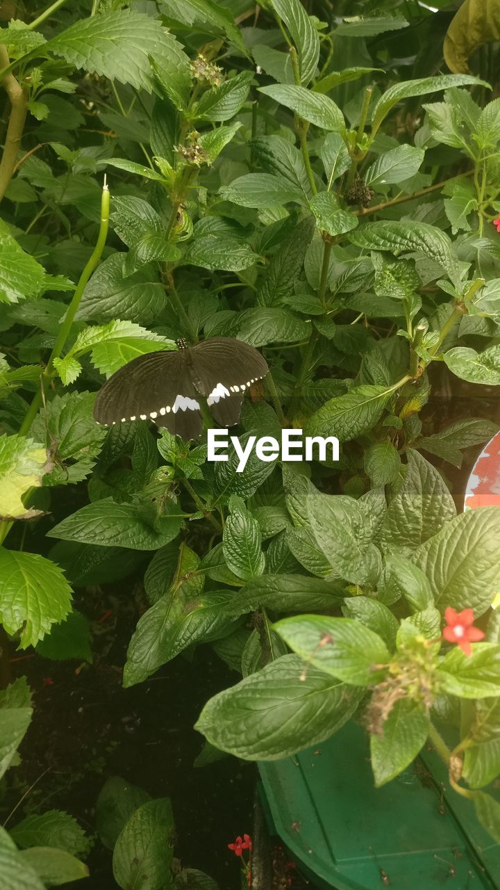 HIGH ANGLE VIEW OF CATERPILLAR ON LEAVES