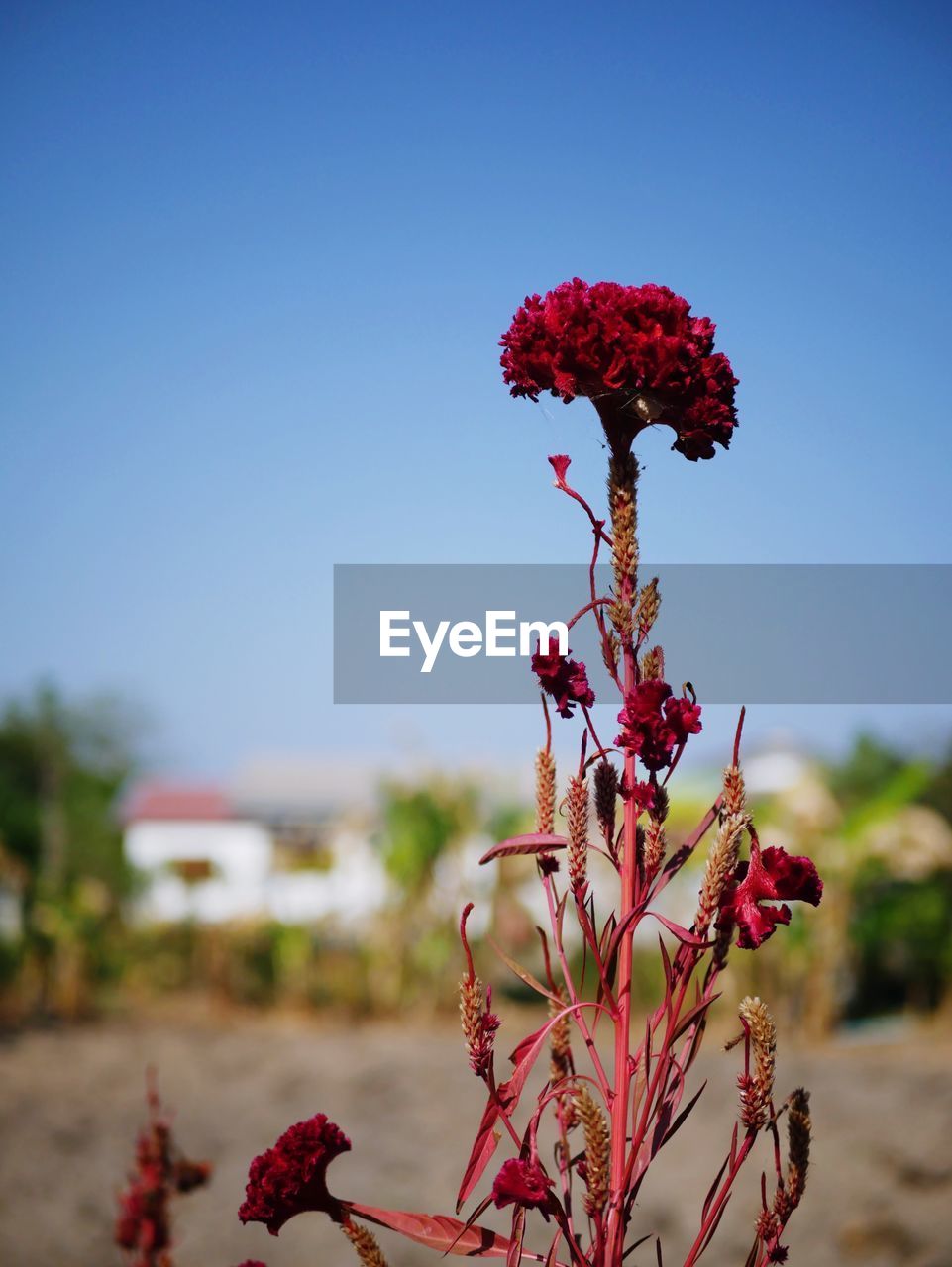 RED FLOWERING PLANT AGAINST CLEAR SKY