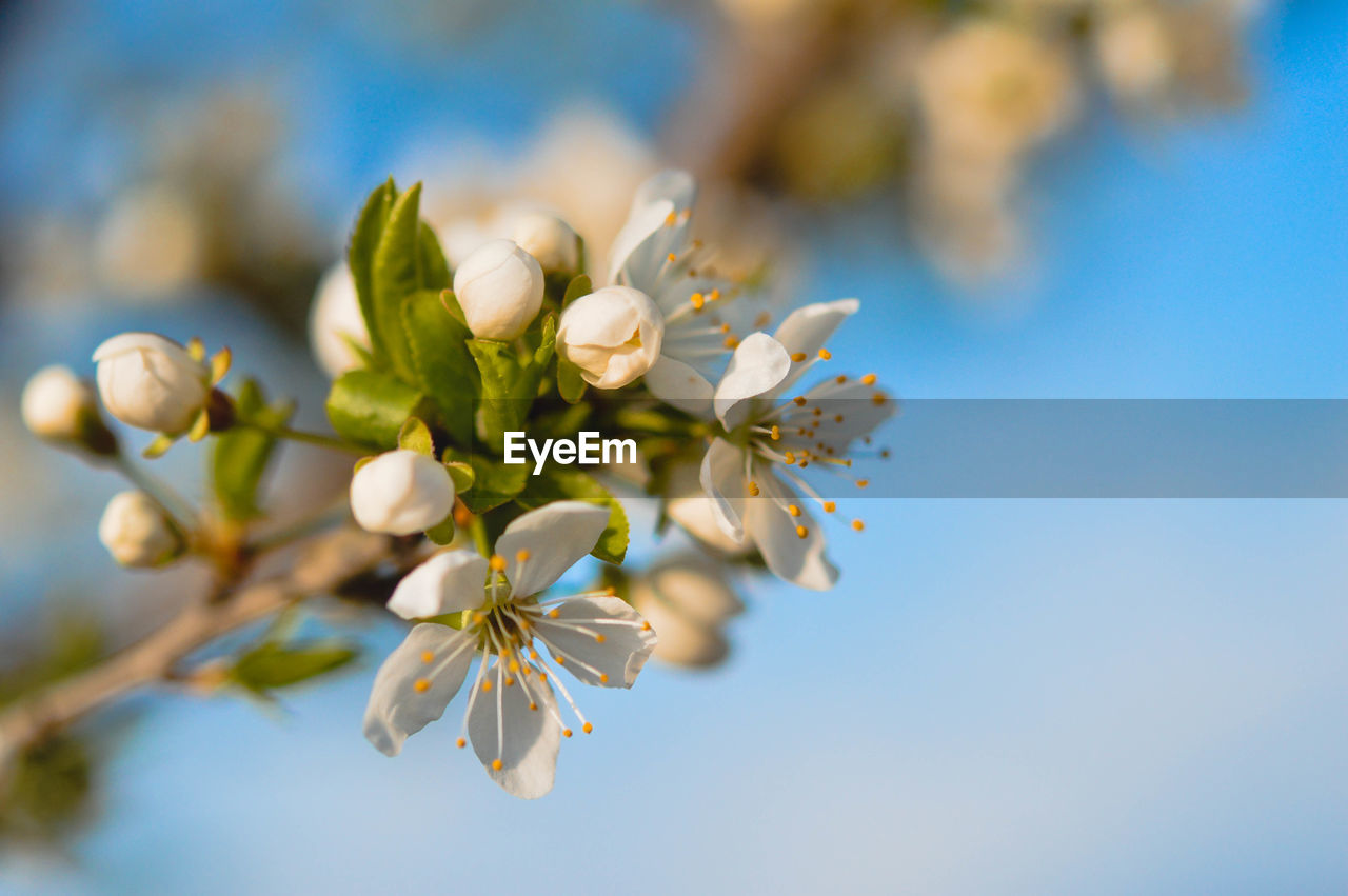 low angle view of white cherry blossom against sky