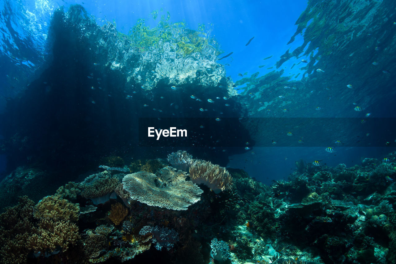 Fish swimming in sea