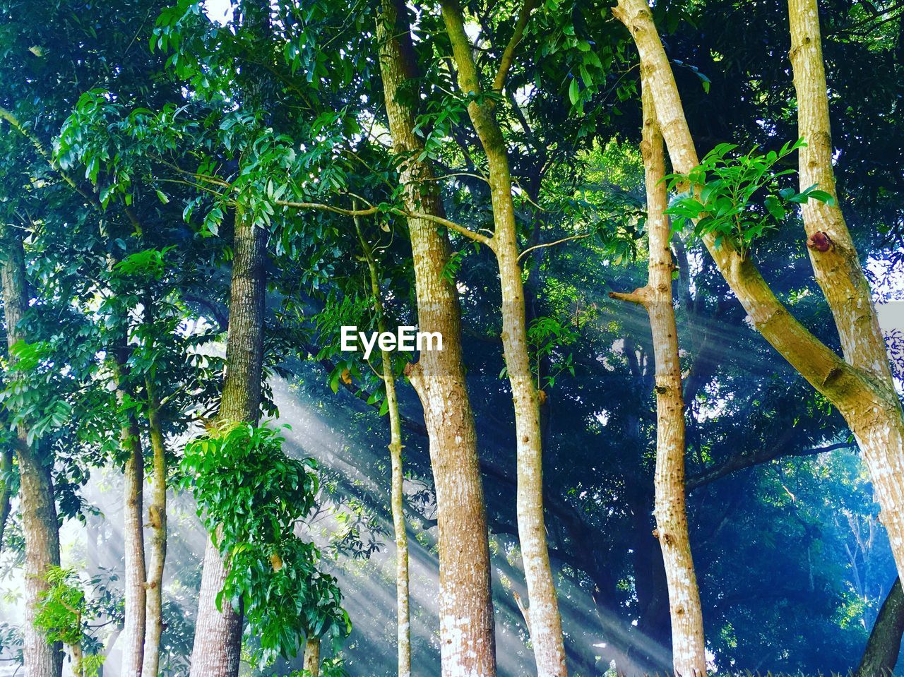 VIEW OF PALM TREES IN FOREST
