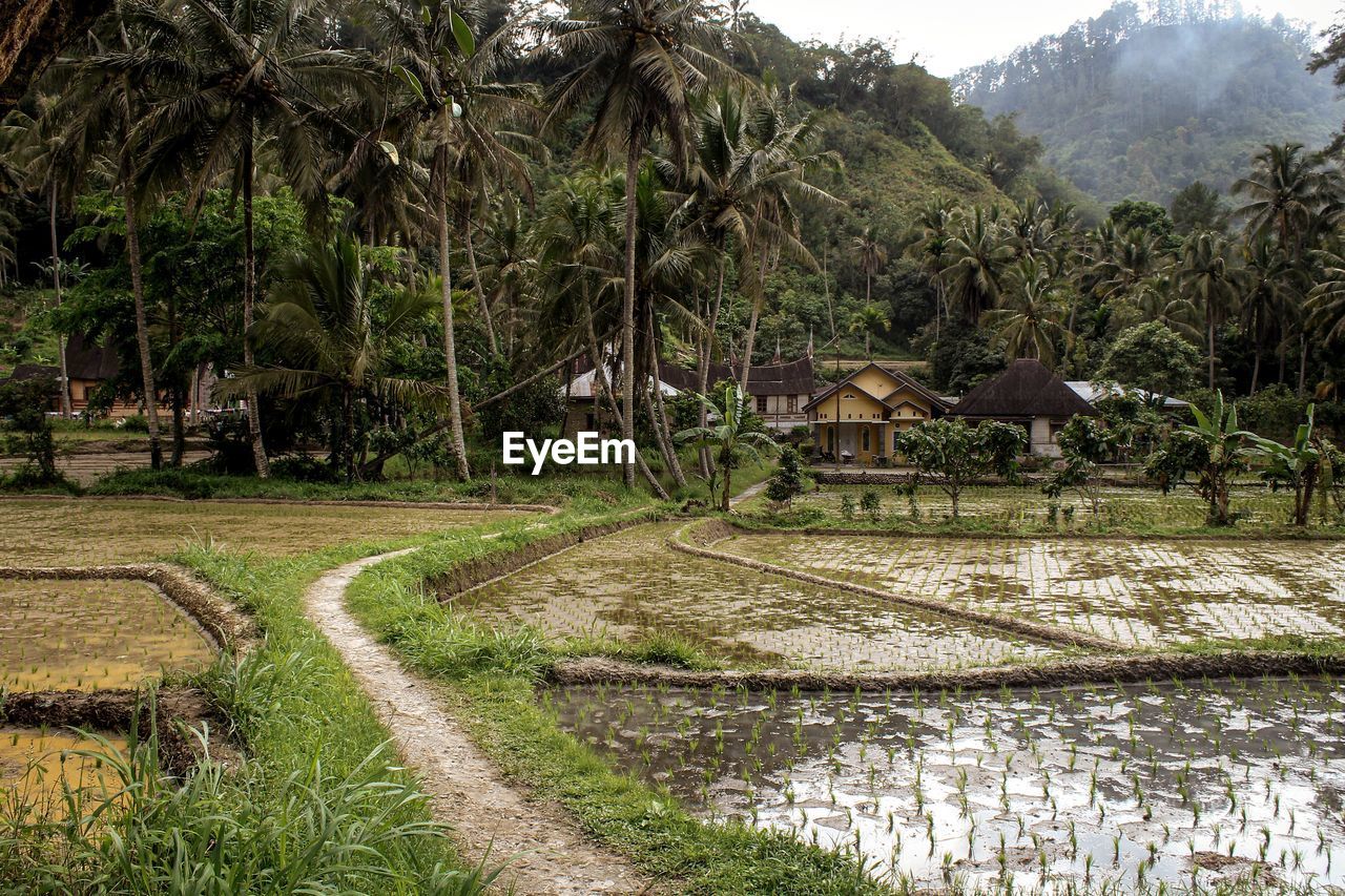 Scenic view of palm trees on landscape