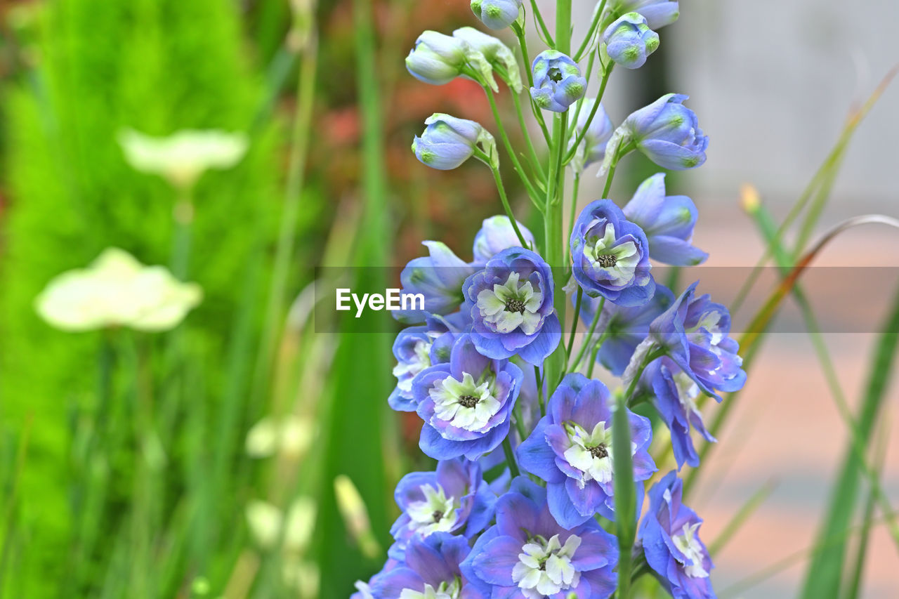 flower, flowering plant, plant, beauty in nature, freshness, nature, fragility, close-up, purple, growth, focus on foreground, petal, springtime, flower head, no people, grass, inflorescence, blossom, botany, outdoors, blue, meadow, day, selective focus, summer, garden, green, field, sunlight, wildflower, plant part, ornamental garden, multi colored