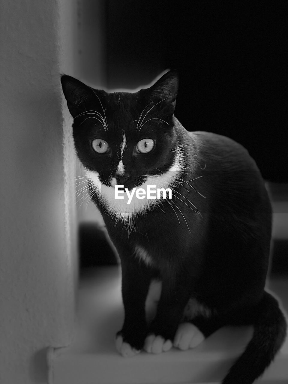 CLOSE-UP PORTRAIT OF BLACK CAT