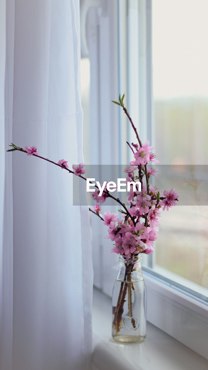 Close-up of pink flowering plant in vase