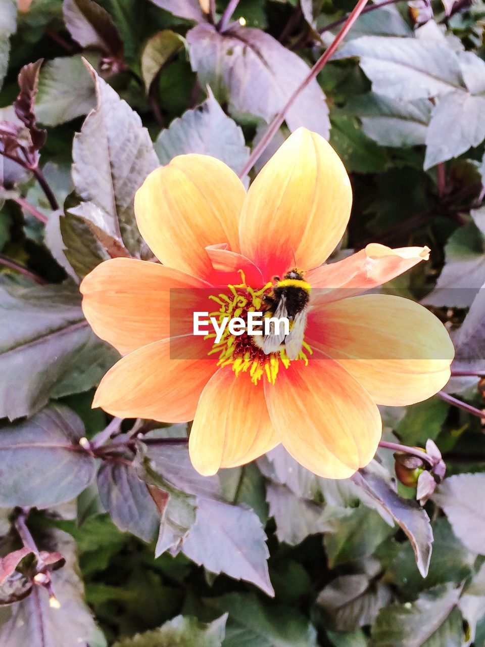 MACRO SHOT OF INSECT ON FLOWER