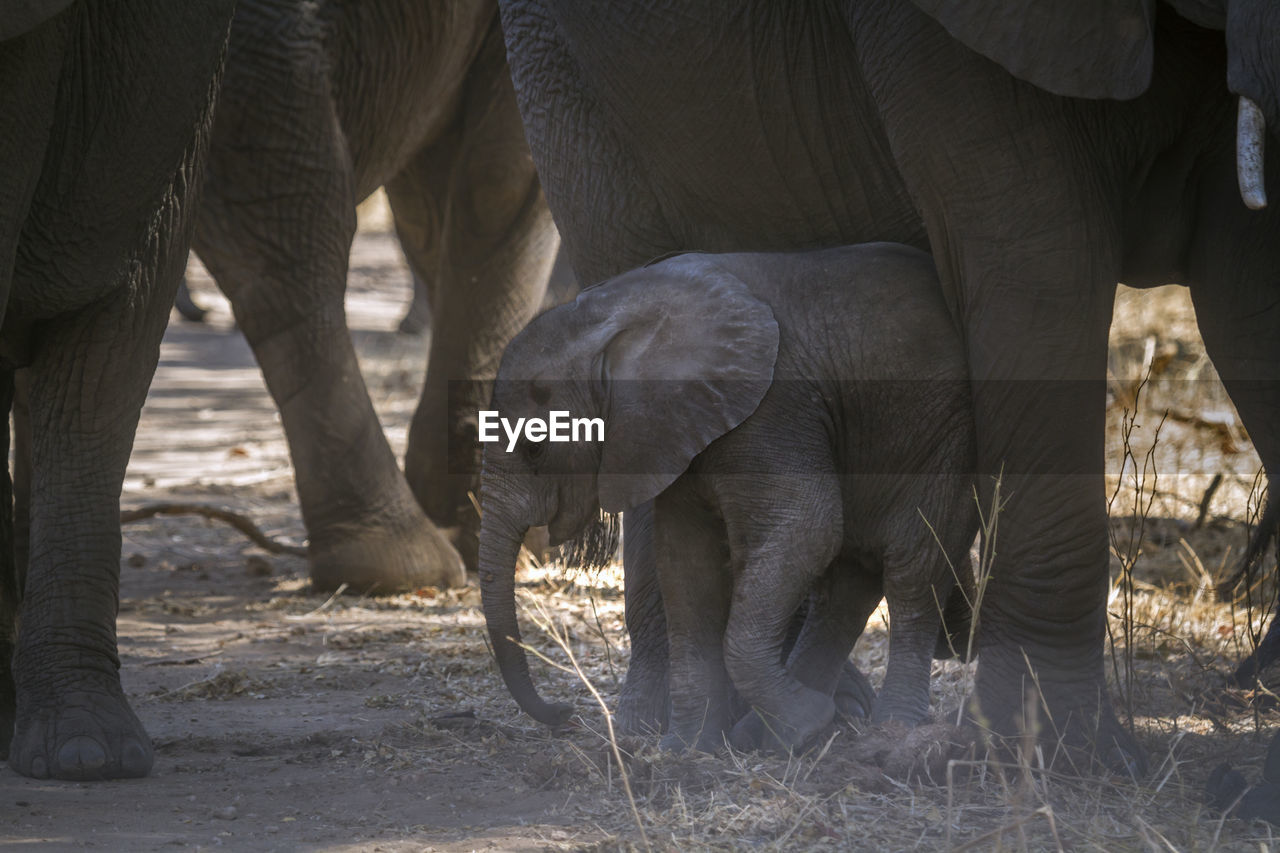 Elephant calf standing on land