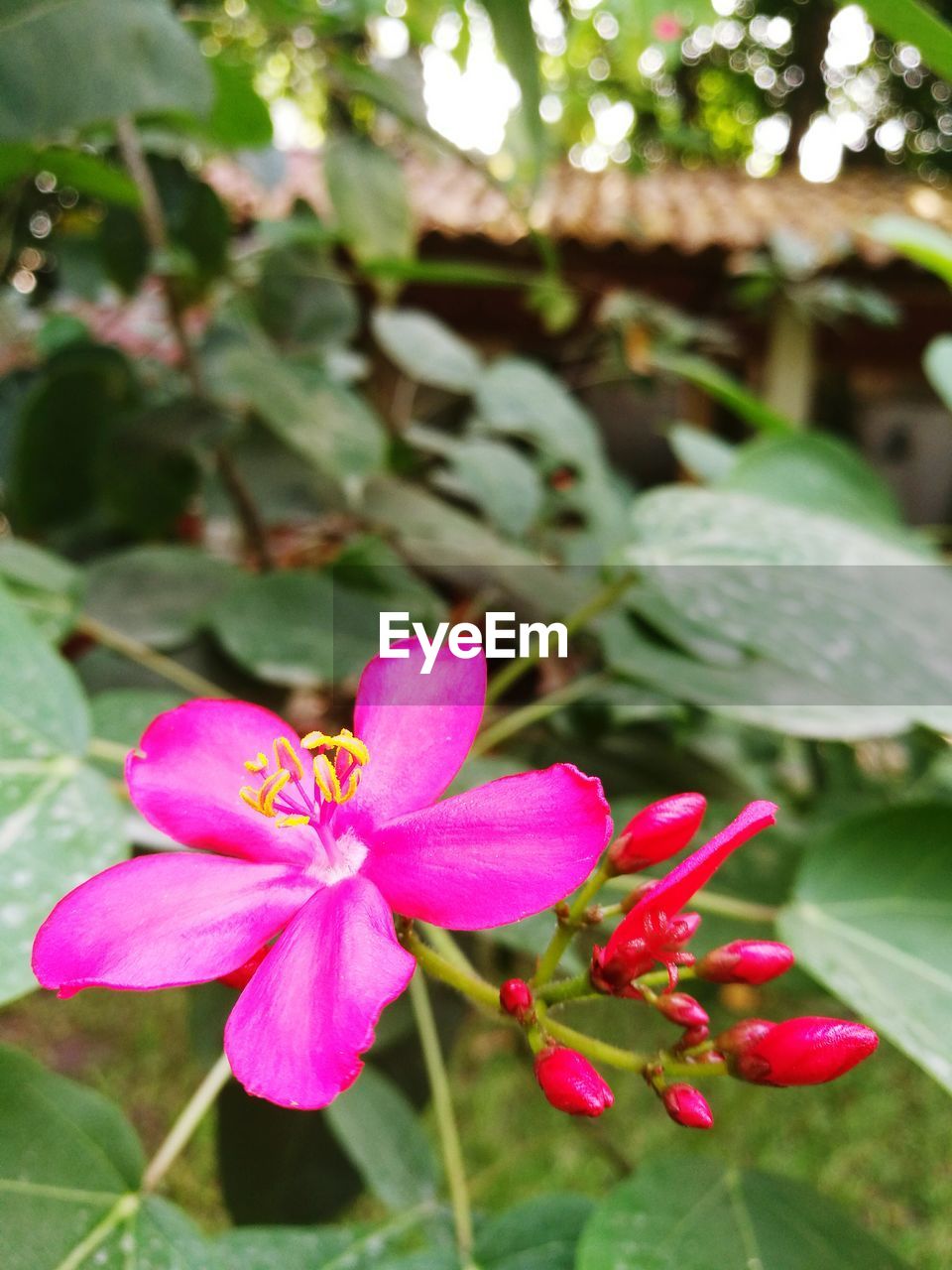 CLOSE-UP OF HONEY BEE ON PINK FLOWER