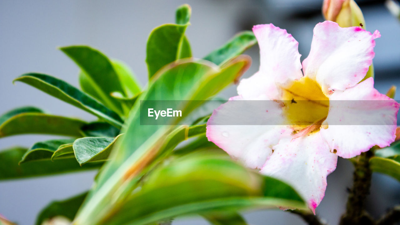 CLOSE-UP OF FRESH WHITE FLOWERING PLANTS