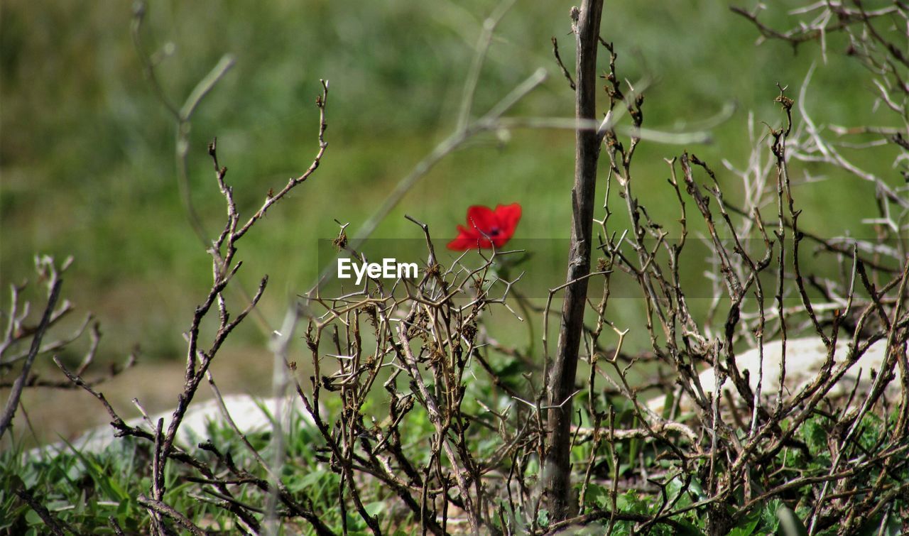 CLOSE-UP OF BIRD PERCHING ON BRANCH AGAINST BLURRED BACKGROUND