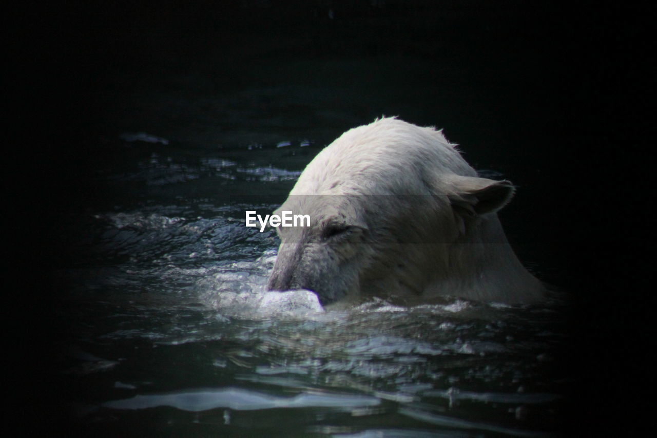 SIDE VIEW OF SHEEP IN WATER