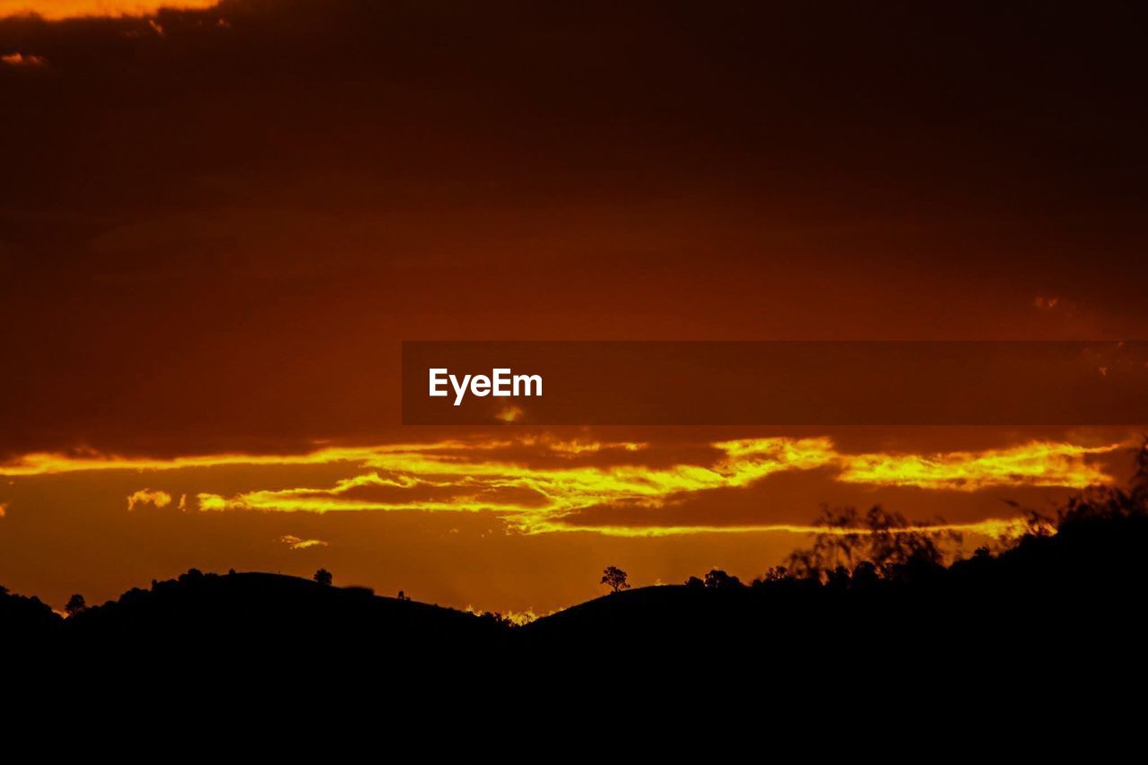 SILHOUETTE OF TREES AT SUNSET