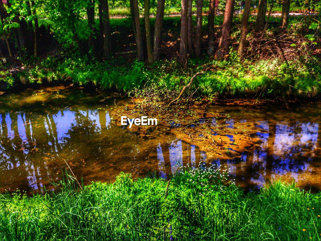 LAKE IN FOREST