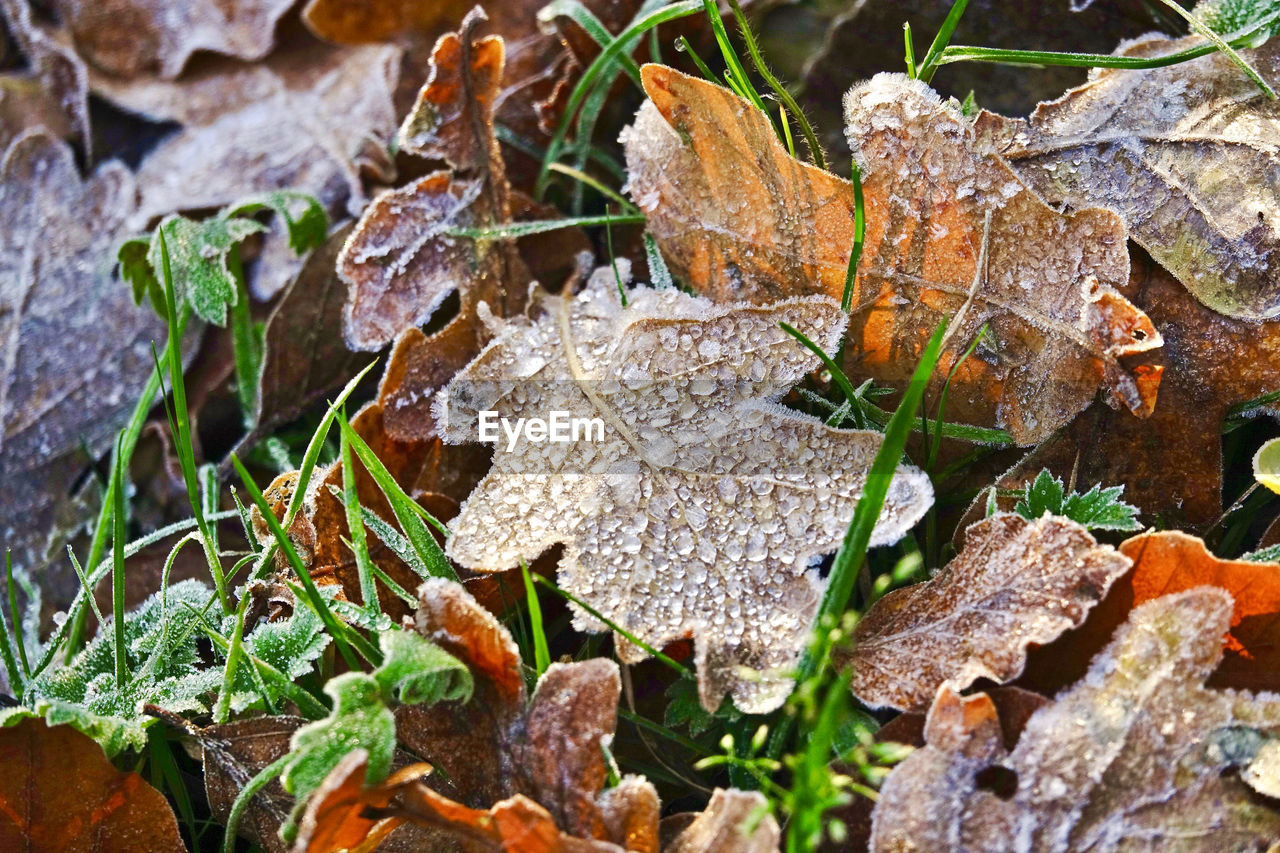 Close-up of frozen leaves on field during rainy season