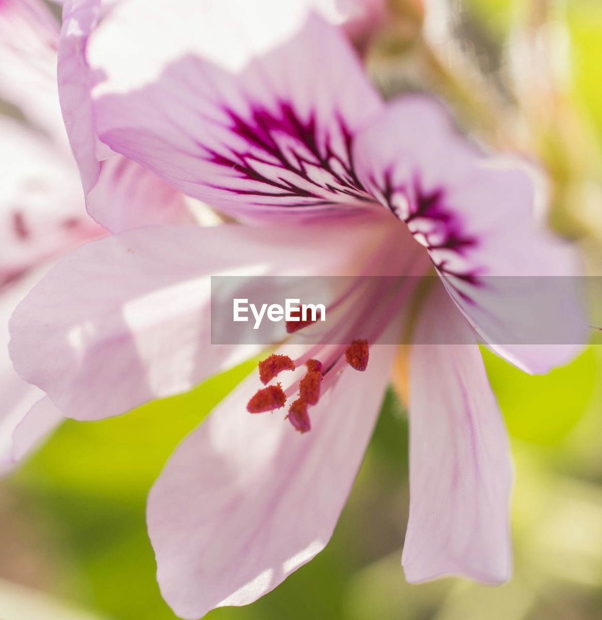 CLOSE-UP OF PINK FLOWERS BLOOMING