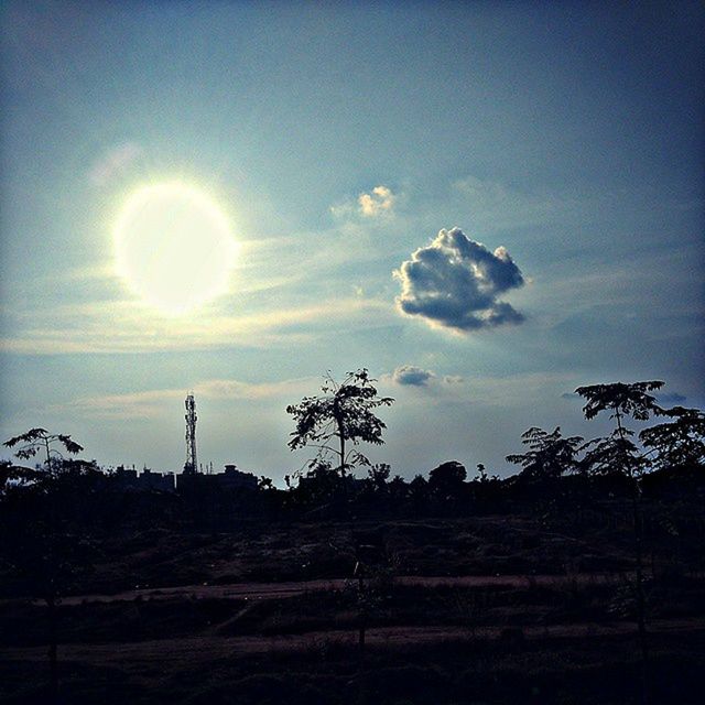 LOW ANGLE VIEW OF TREES ON LANDSCAPE AGAINST SKY