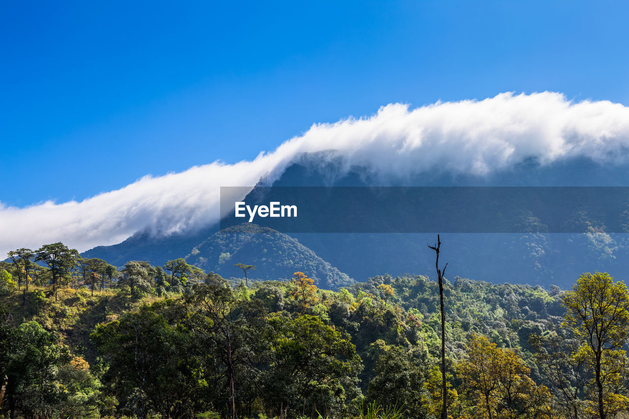 Scenic view of tree mountains against blue sky