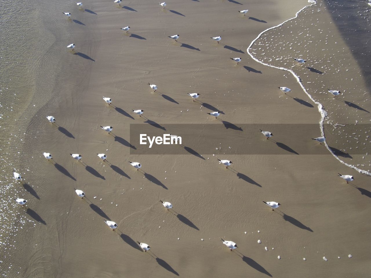 Seagulls and their shadows 