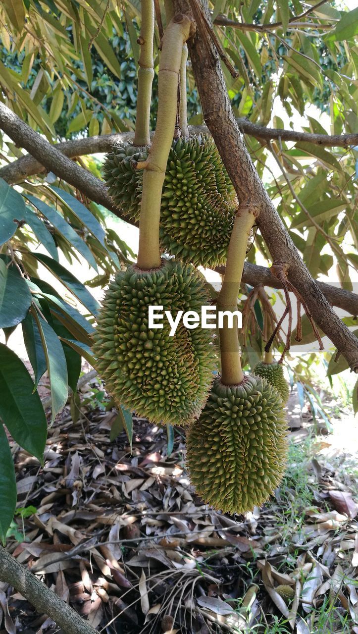 FRUITS ON TREE