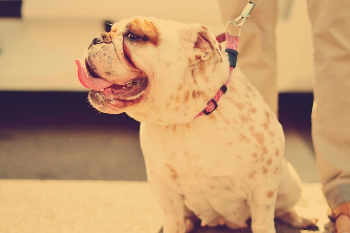 Close-up of a dog looking away