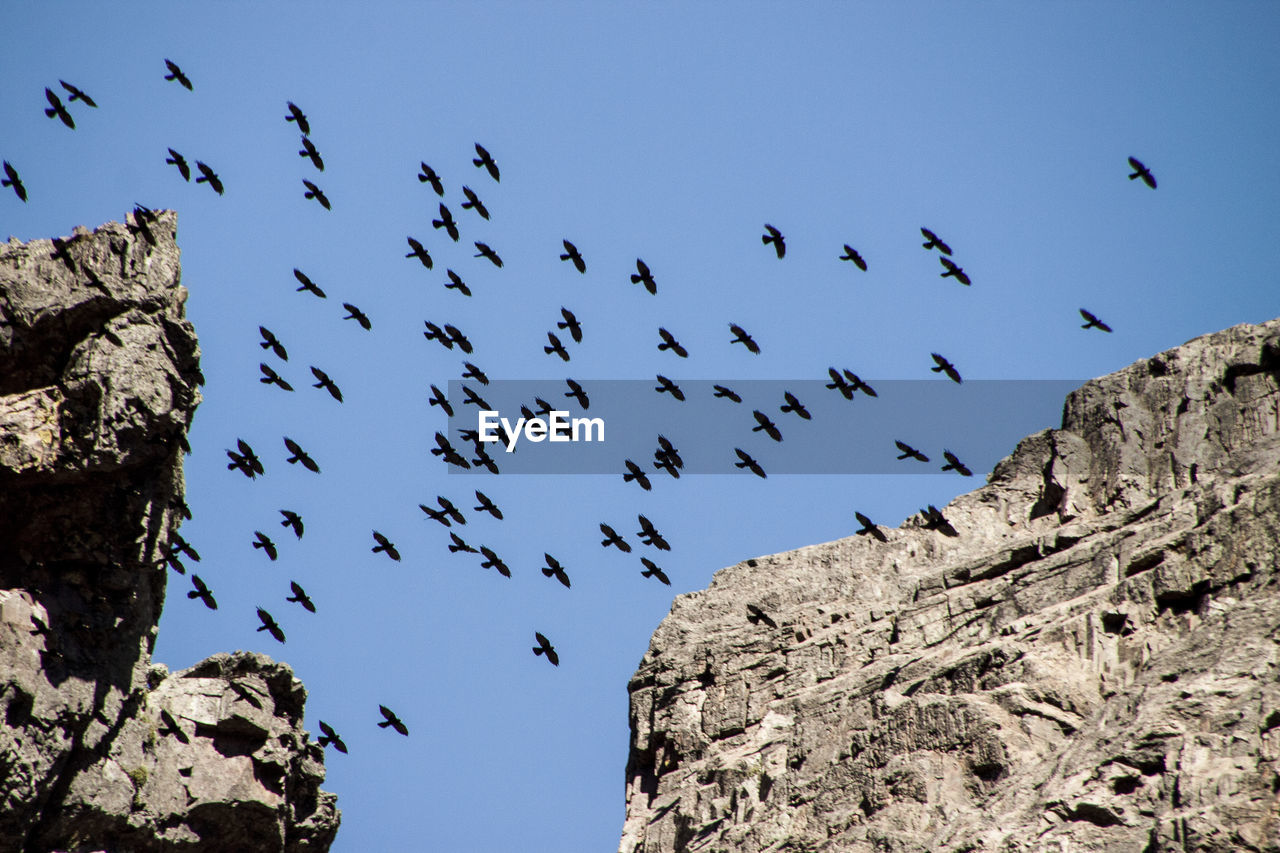 Low angle view of birds flying against clear sky