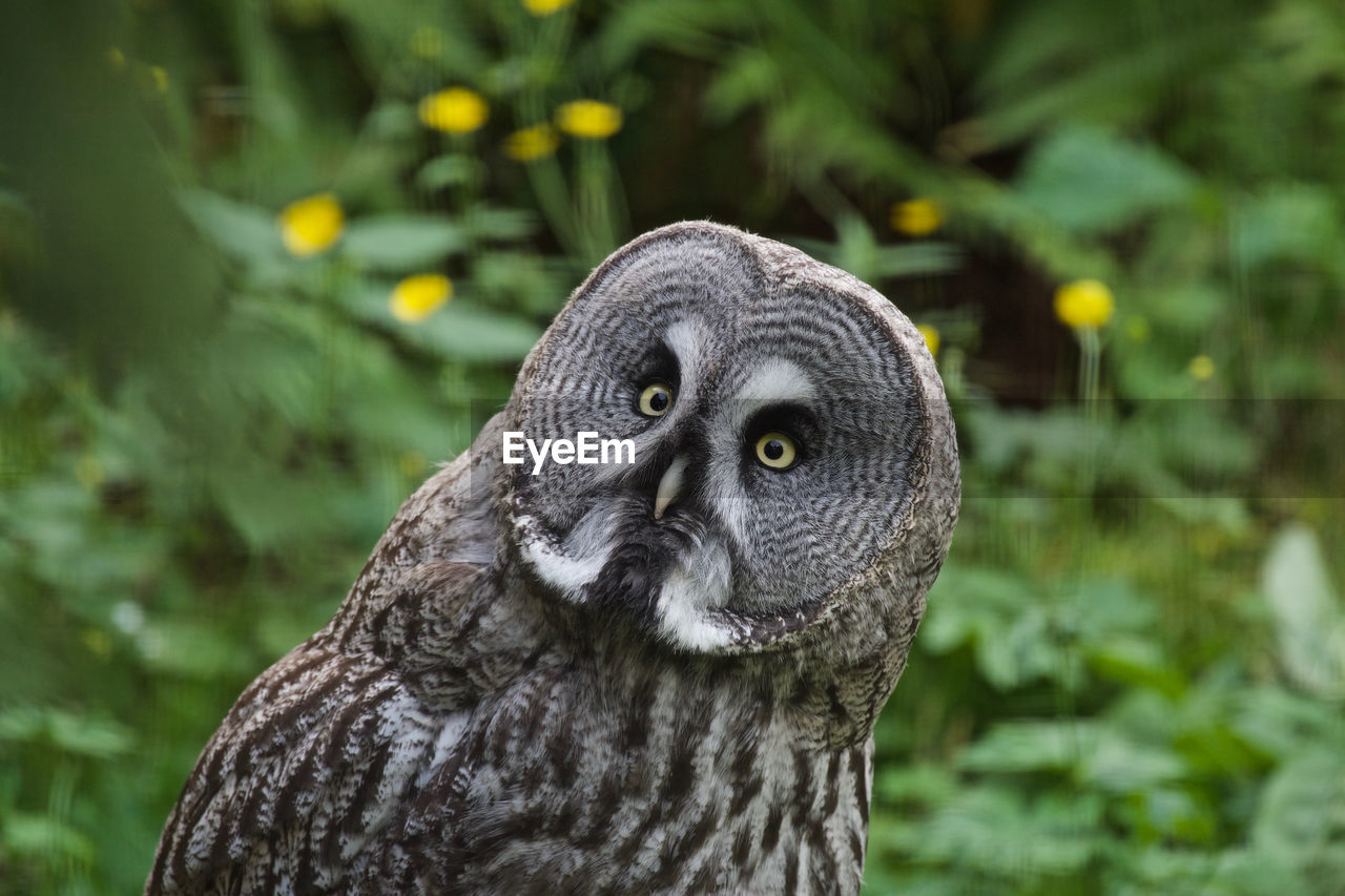 Close-up of owl perching against plants