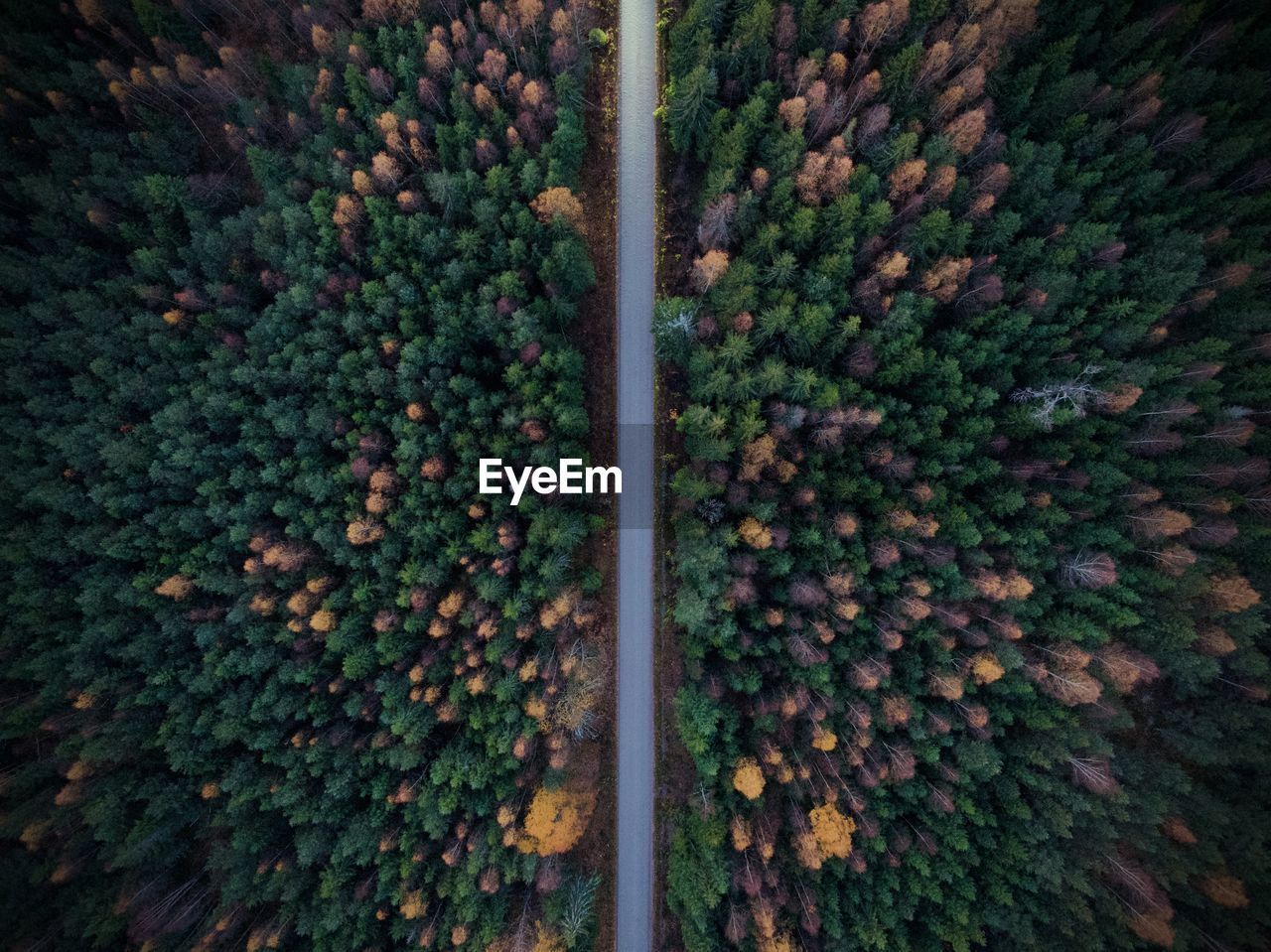 High angle view of fruits growing on field