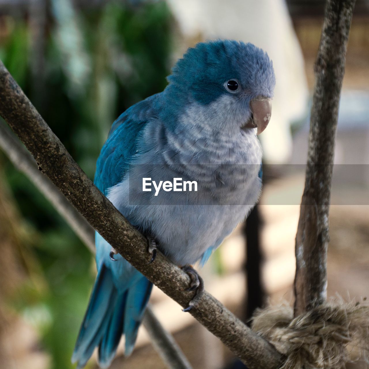 CLOSE-UP OF BIRD PERCHING ON BRANCH