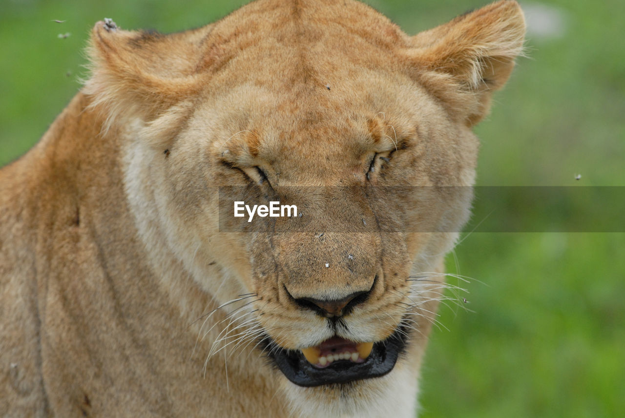 Close-up portrait of lioness in serengeti national park