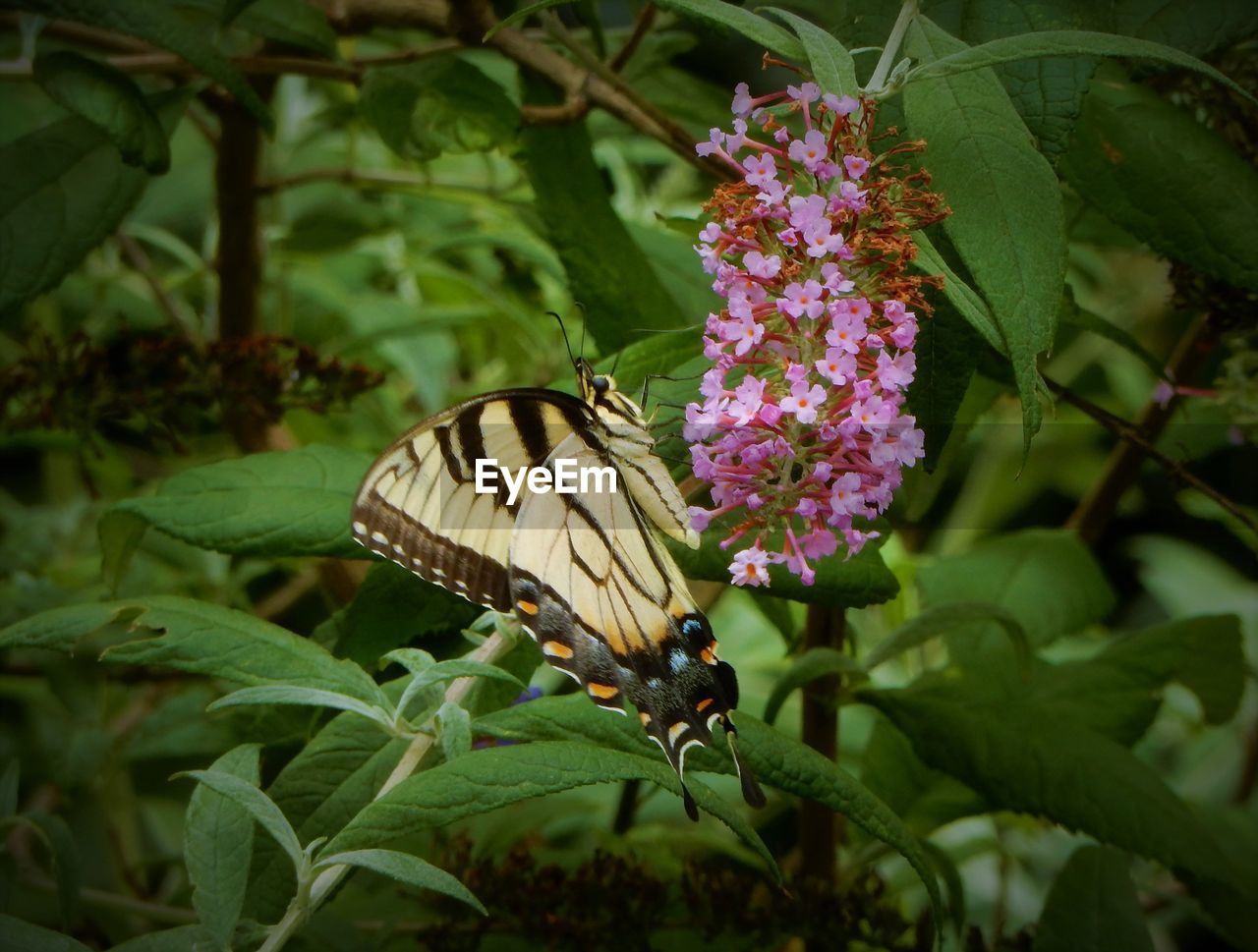 CLOSE-UP OF BUTTERFLY ON FLOWER