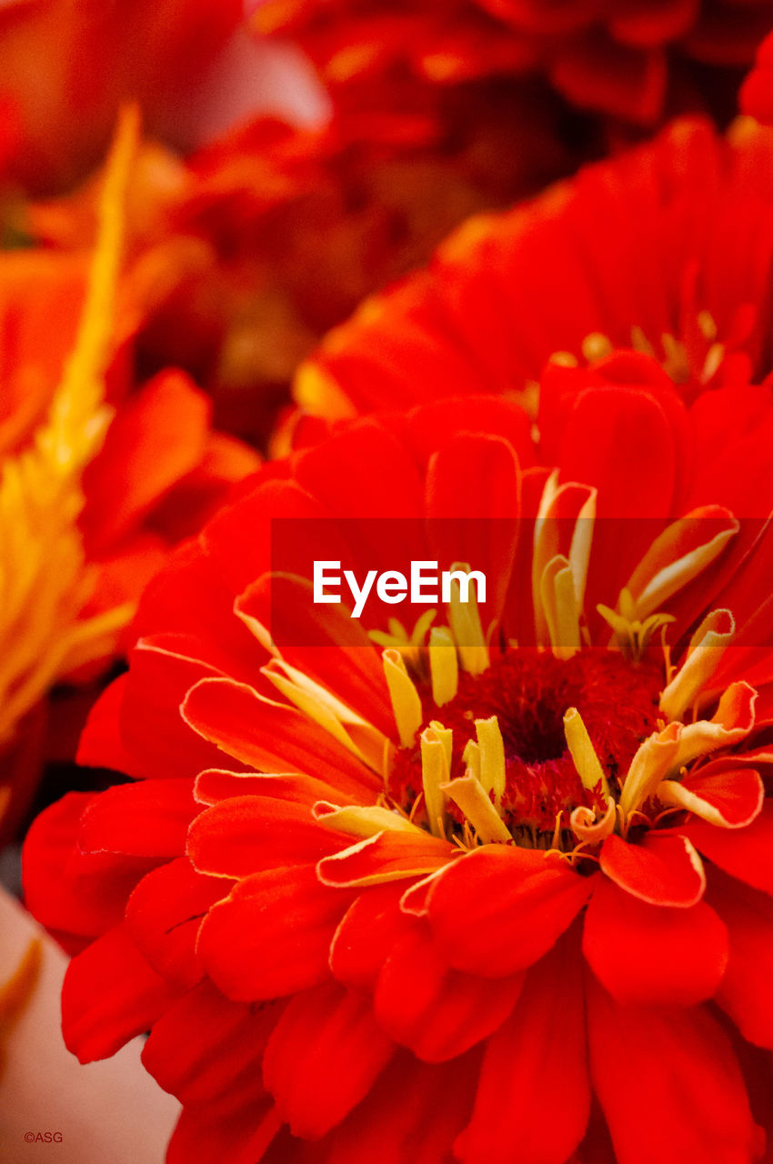 CLOSE-UP OF RED ORANGE FLOWER