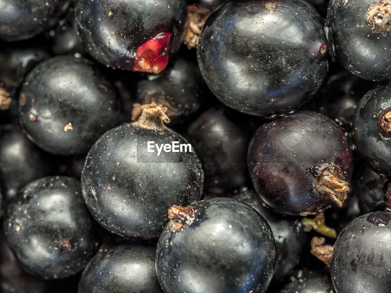 Background of fresh and juicy black currant shot from above